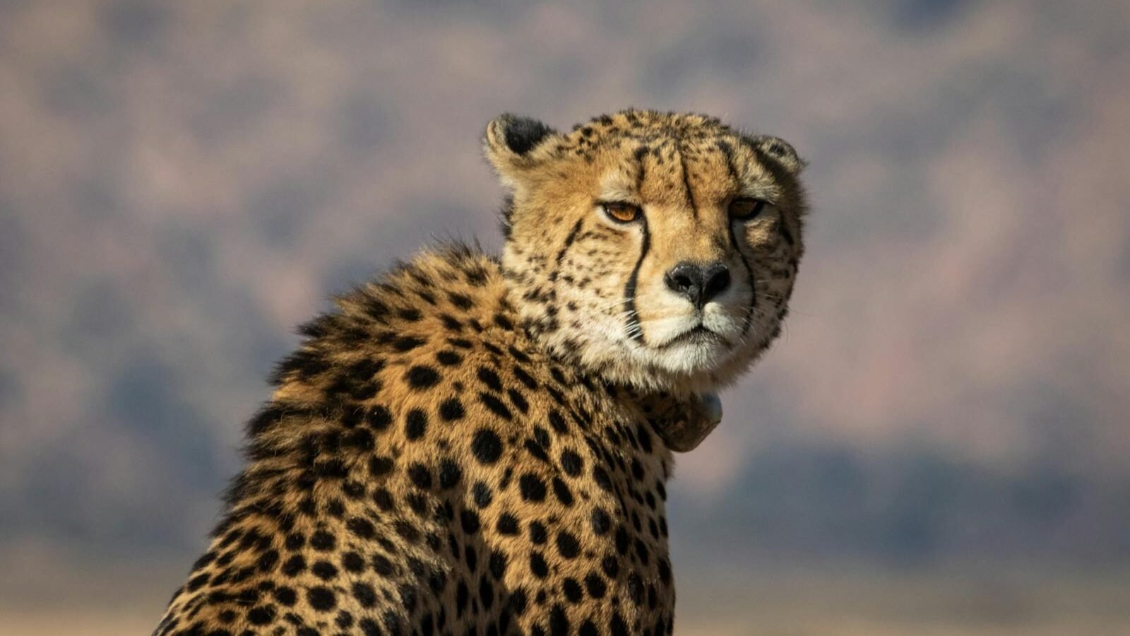 A cheetah gazes over its shoulder, its sharp eyes focused on the environment. The cheetah's spots and sleek body are visible against the blurred background of its natural habitat.