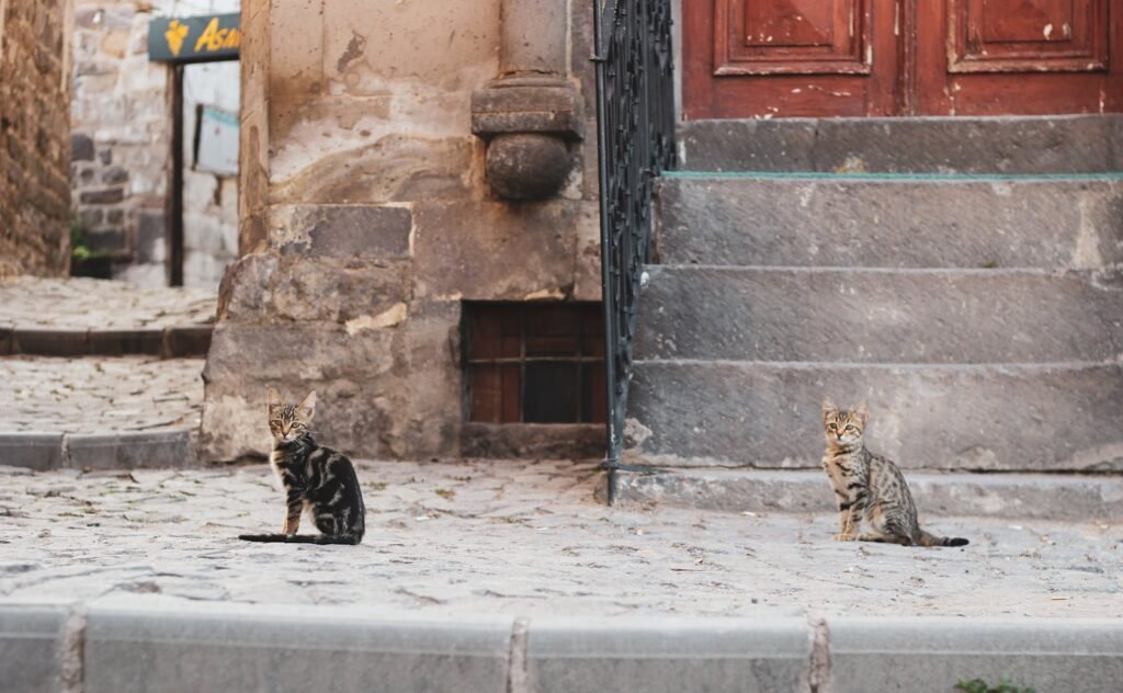 Two stray tabby cats sitting on rustic stone stairs in a quaint alleyway with old architecture.