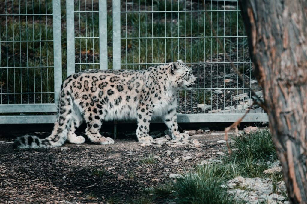 harsh environment: Snow leopard in zoo enclosure showcasing its distinct spotted coat and elegant posture.