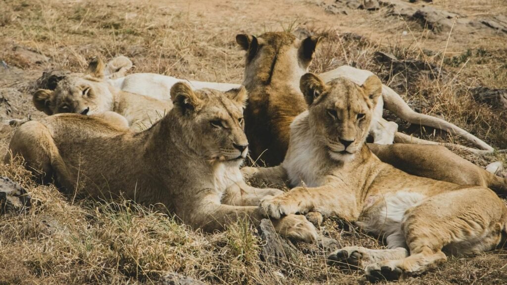 A pride of lions lying on the grass in the savannah, showcasing natural wildlife behavior.
