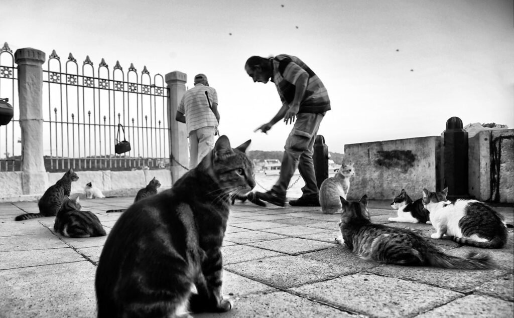urban cats: Black and white image depicting stray cats and people on a street.