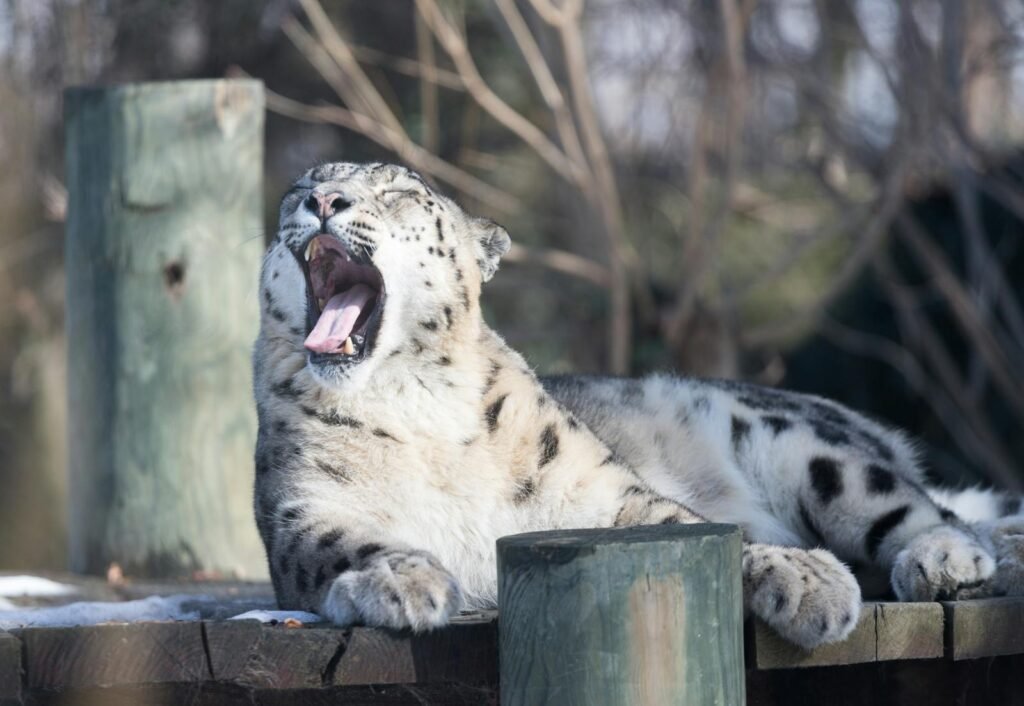 harsh environment: A snow leopard yawns while relaxing on a wooden platform in an outdoor setting.