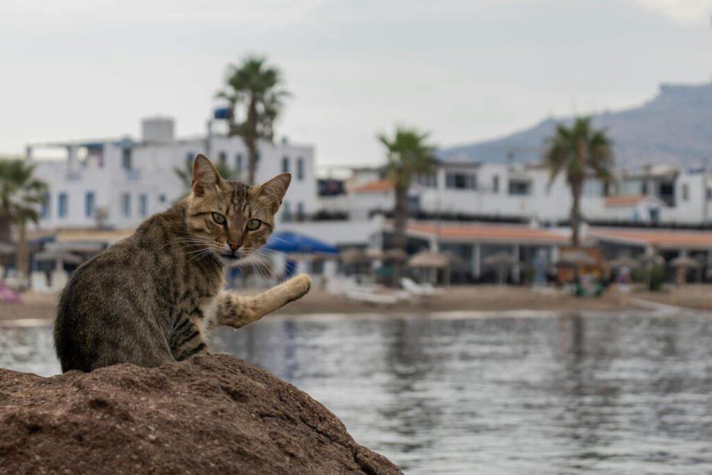 A tabby cat sits on a rock by the seaside with a Mediterranean town in the background.