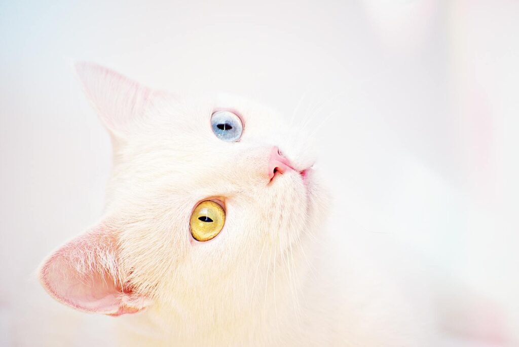 Detailed portrait of a white cat with heterochromatic eyes on a plain background.