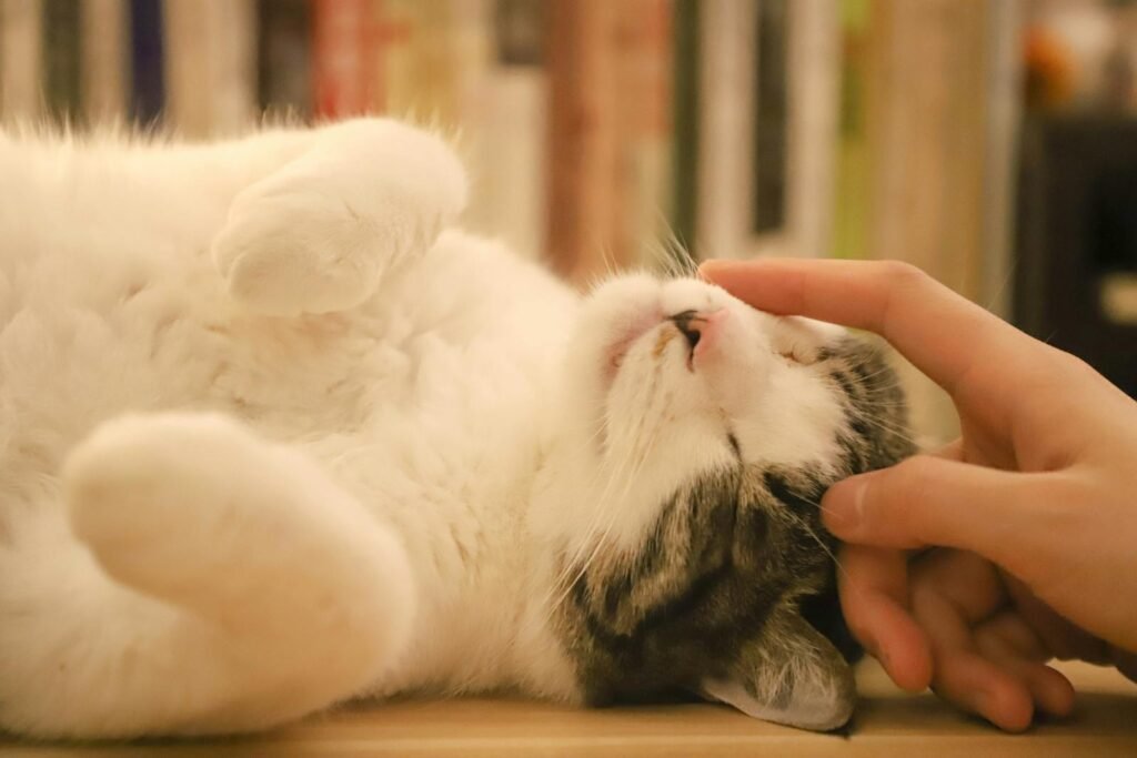 A relaxed cat lying on its back, gently rubbing its head against a human hand, displaying affection through bunting and head-butts.