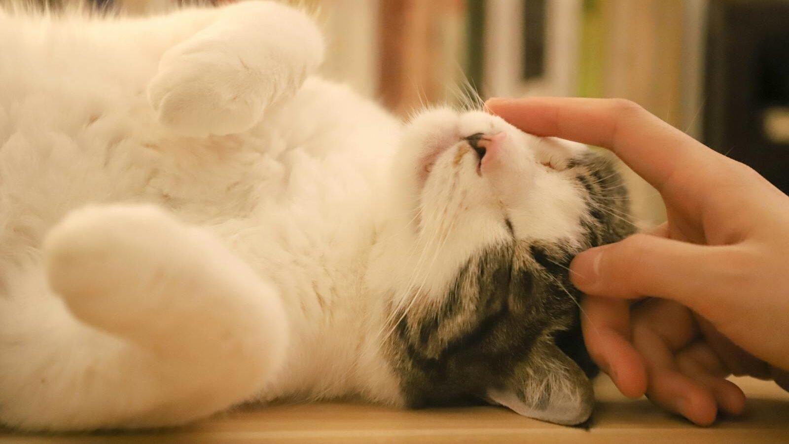 A relaxed cat lying on its back, gently rubbing its head against a human hand, displaying affection through bunting and head-butts.