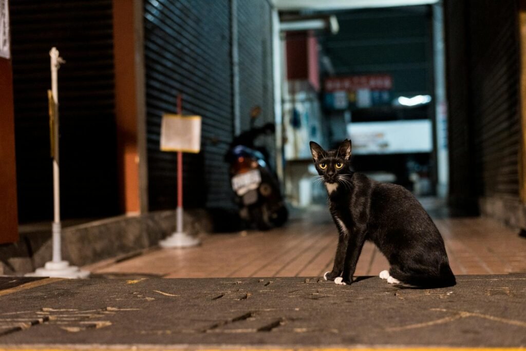 A sleek black cat with striking eyes sits in an urban alley, surrounded by dim lights at night.