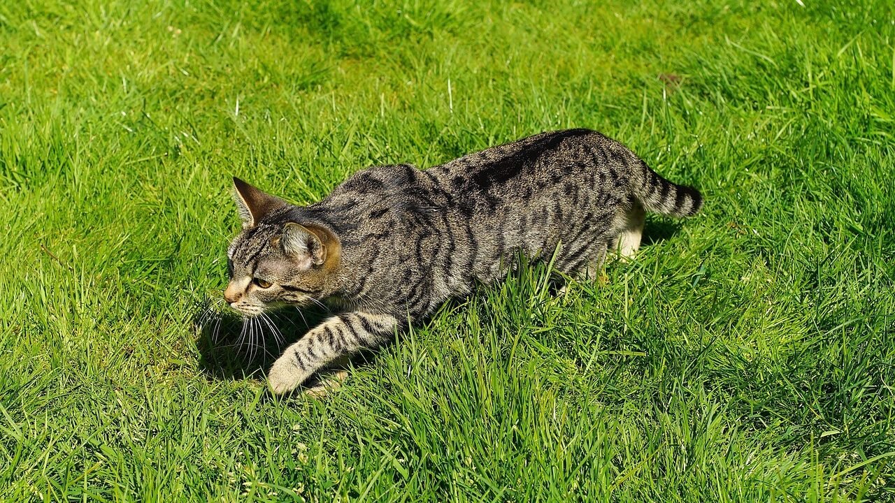 A tabby cat is walking across a grassy field with its body stretched out. The cat is low to the ground, showcasing its short legs and elongated body.