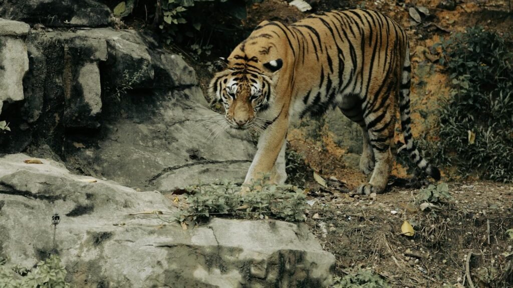 A tiger cautiously walking near rocky terrain, showcasing its natural stealth and stalking techniques in a forested environment.
