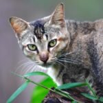 Close-up of a tabby cat looking attentively, surrounded by greenery.