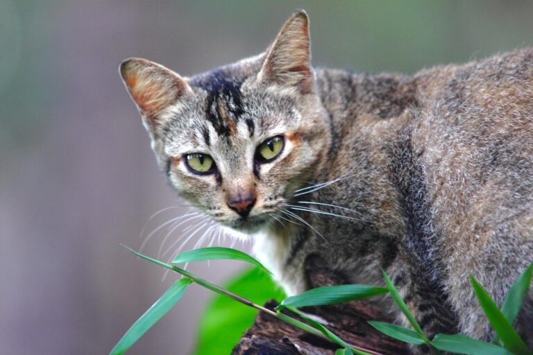 Close-up of a tabby cat looking attentively, surrounded by greenery.