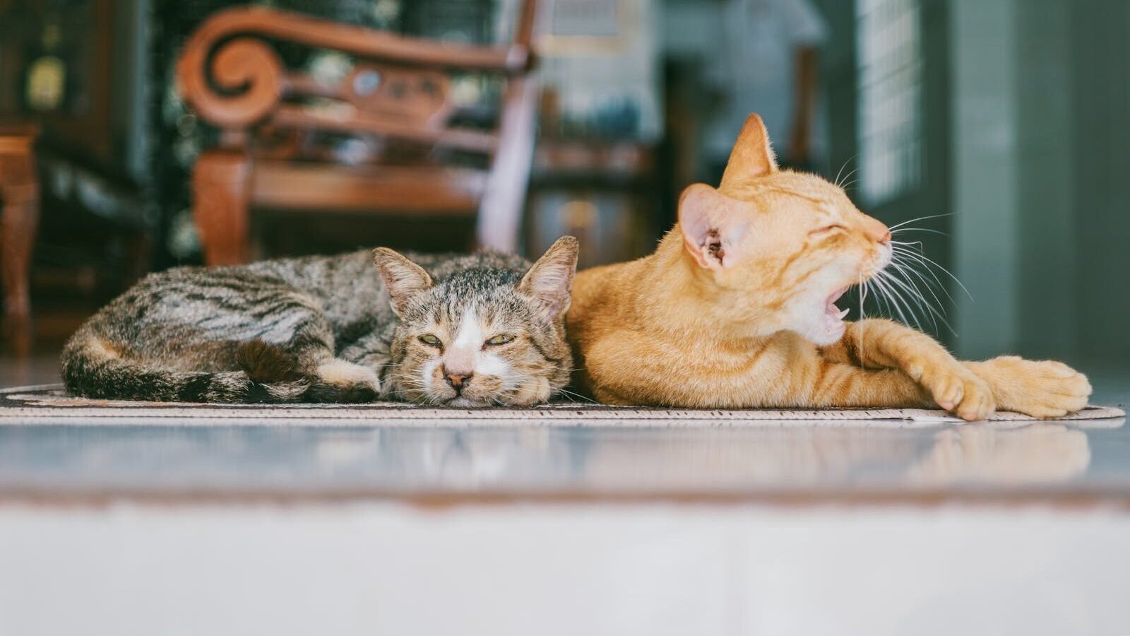 A tabby cat resting peacefully beside an orange cat that is yawning, both lying on a tiled floor in a cozy indoor setting.