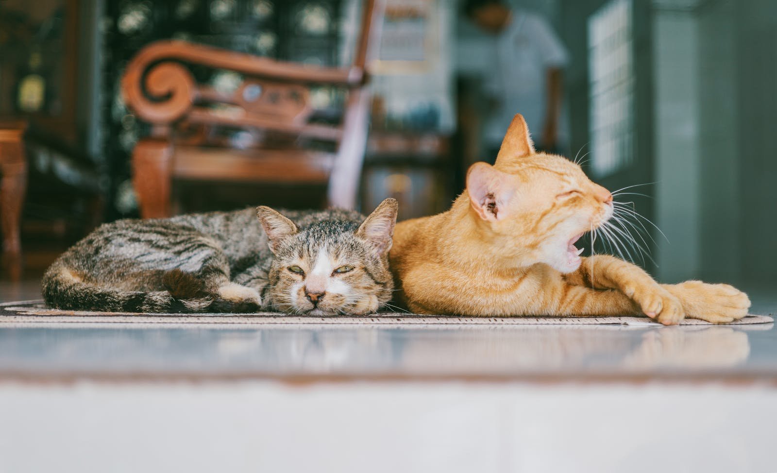 A tabby cat resting peacefully next to a yawning ginger cat on a cozy indoor floor, capturing a relaxed and comfortable moment.