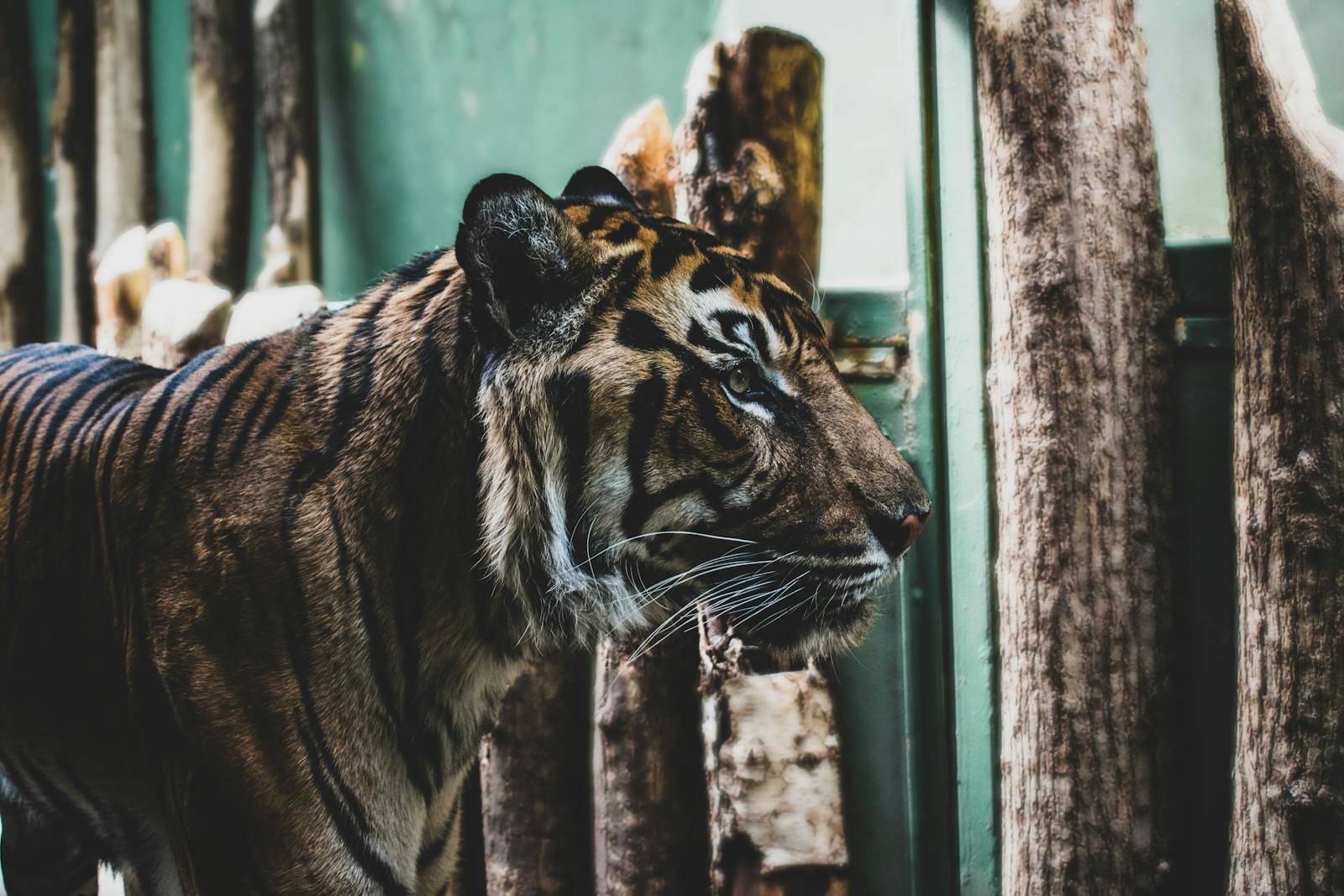 Tiger in mythology: Stunning close-up of a Bengal tiger prowling in its zoo enclosure, showcasing its majestic presence.