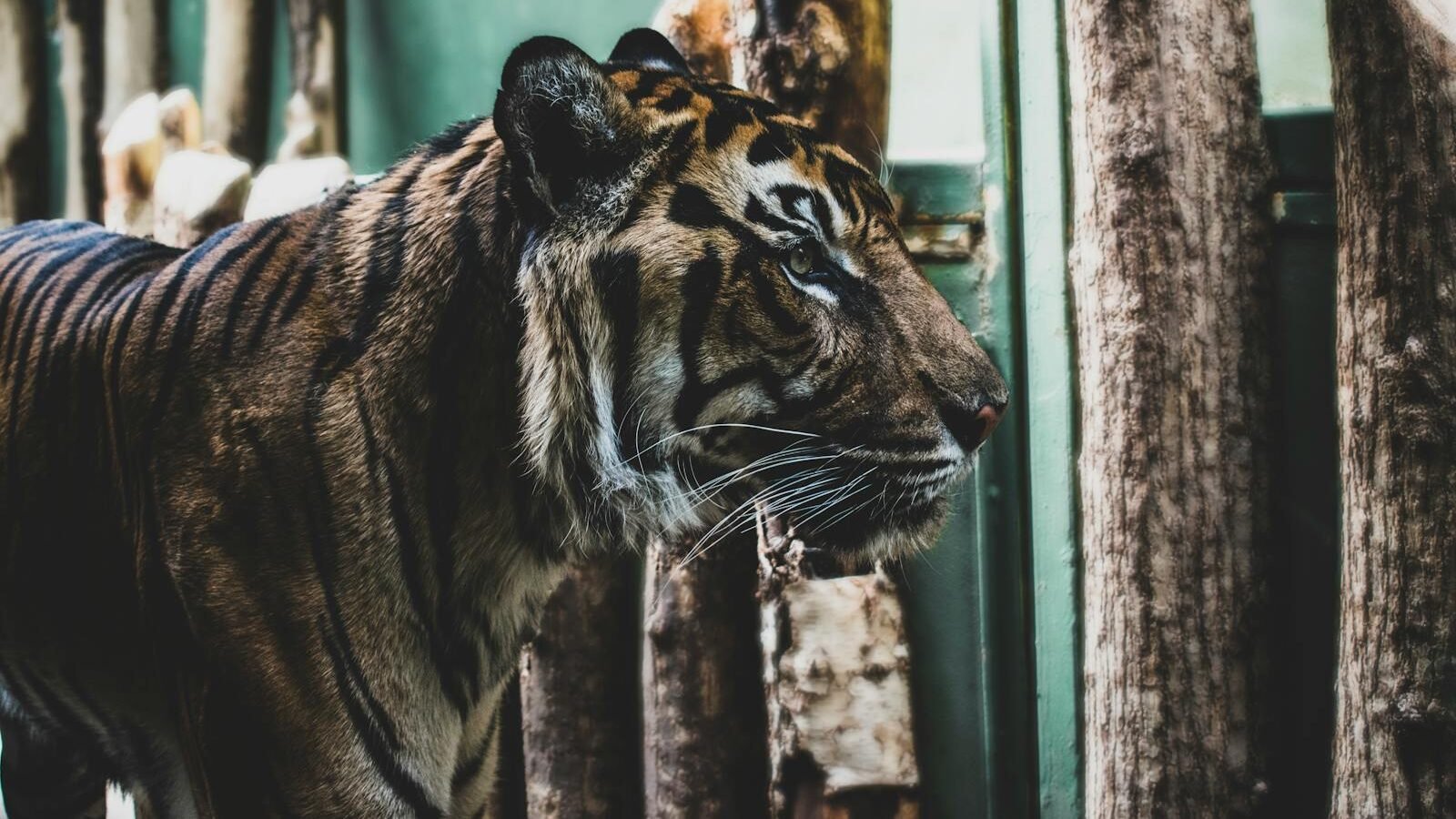 A majestic tiger with distinctive black stripes and a focused gaze, walking in an enclosure surrounded by tree trunks, highlighting the beauty and challenges of big cat conservation efforts.