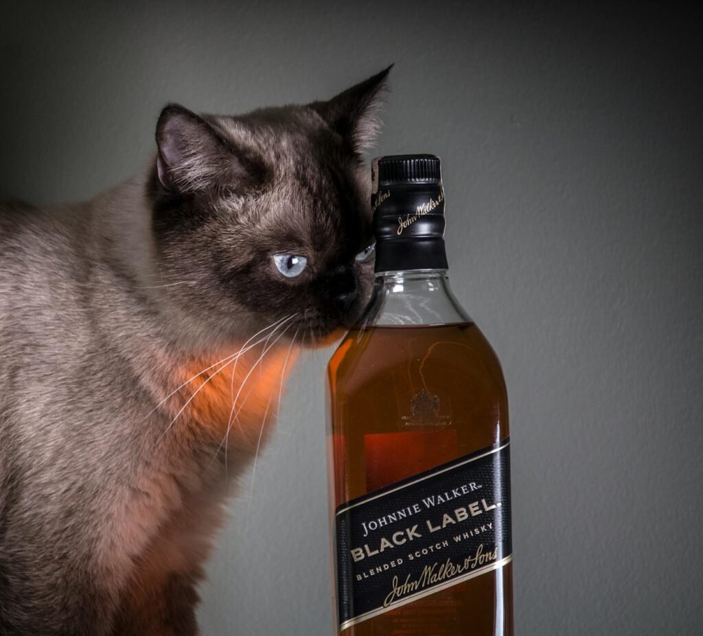 Close-up of a curious cat sniffing a bottle of Johnnie Walker Black Label whiskey.
