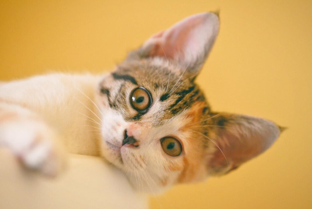 Charming close-up of an adorable tabby kitten with bright eyes and expressive whiskers.