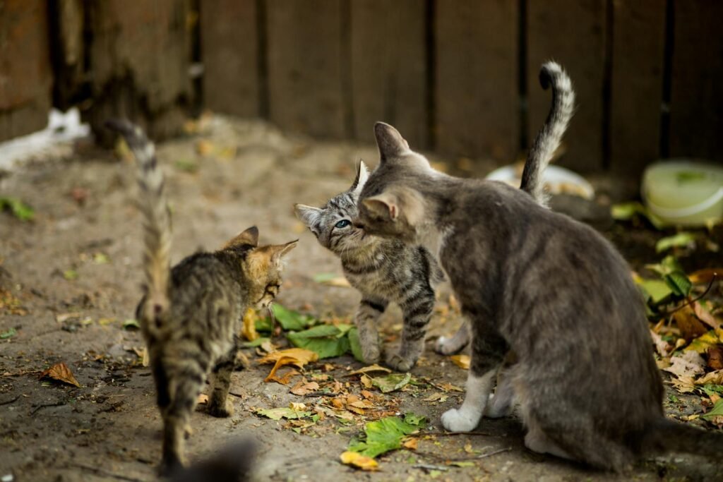 cat tricks: Three tabby kittens playfully interacting in a rustic outdoor setting.