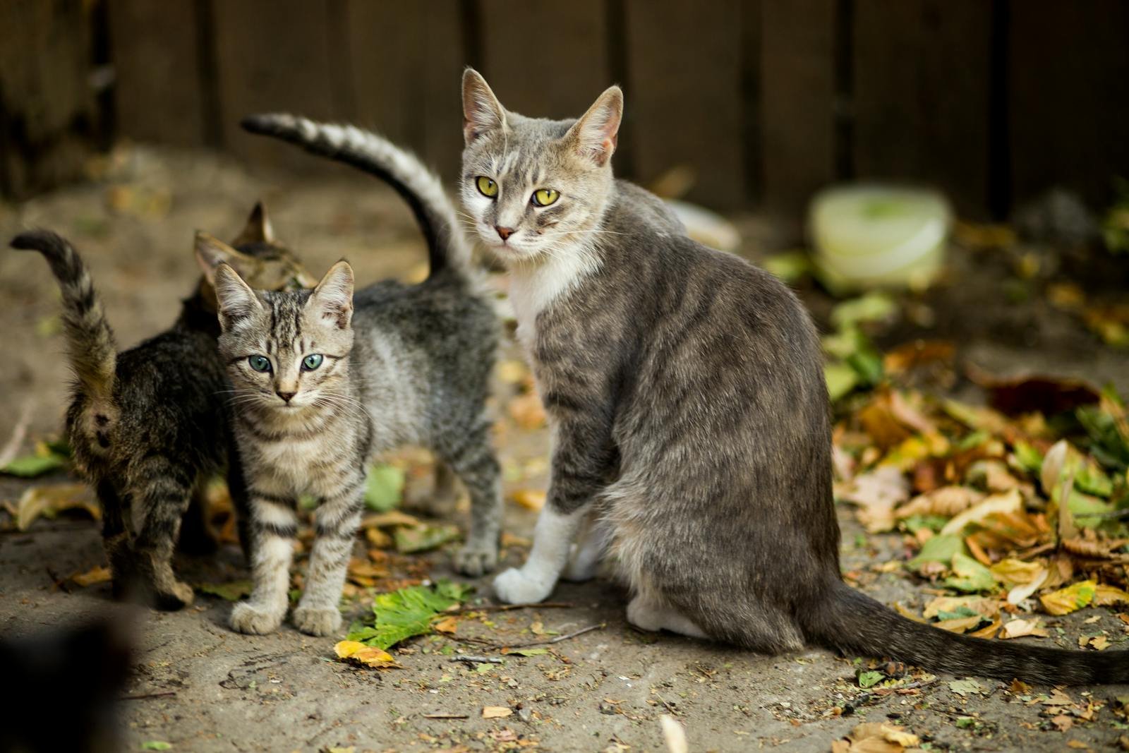 A mother cat and her kittens sitting among fallen leaves outdoors, showcasing family and nature.