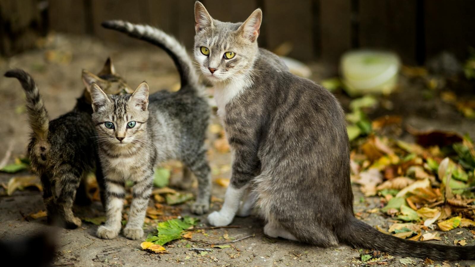A family of domestic cats, including an adult gray and white cat sitting beside two kittens, standing on a leafy ground outdoors.