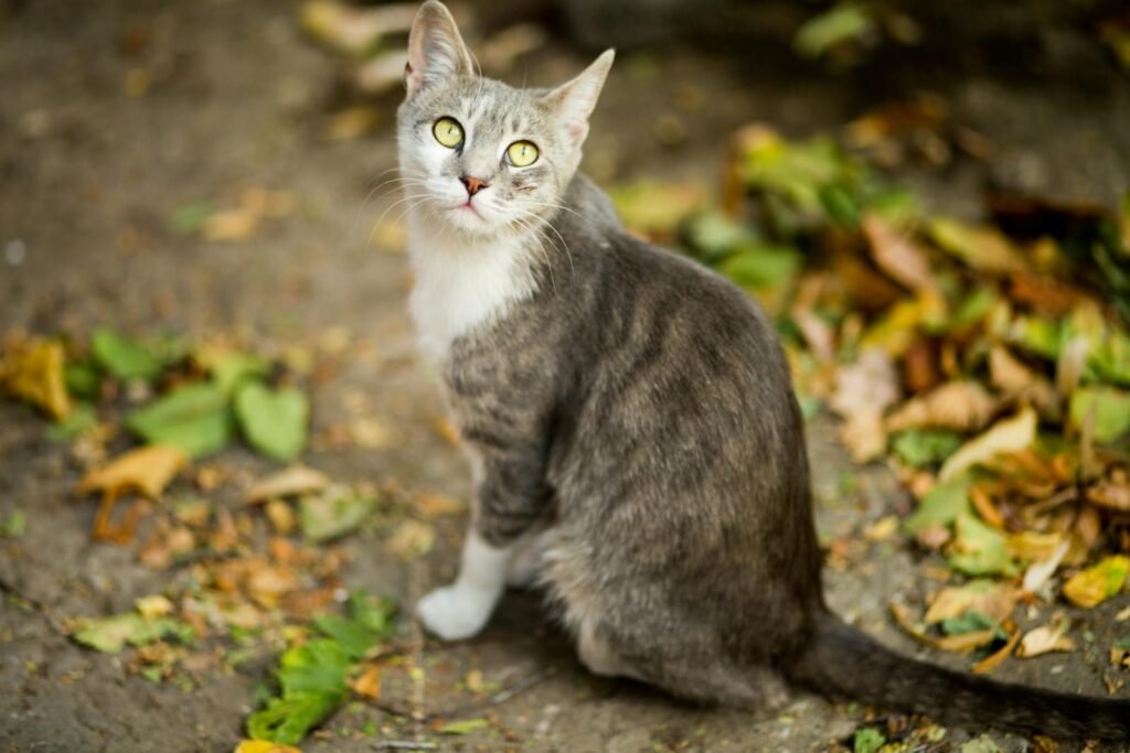 cat tricks: Cute grey tabby cat sitting outdoors surrounded by autumn leaves, looking curious.
