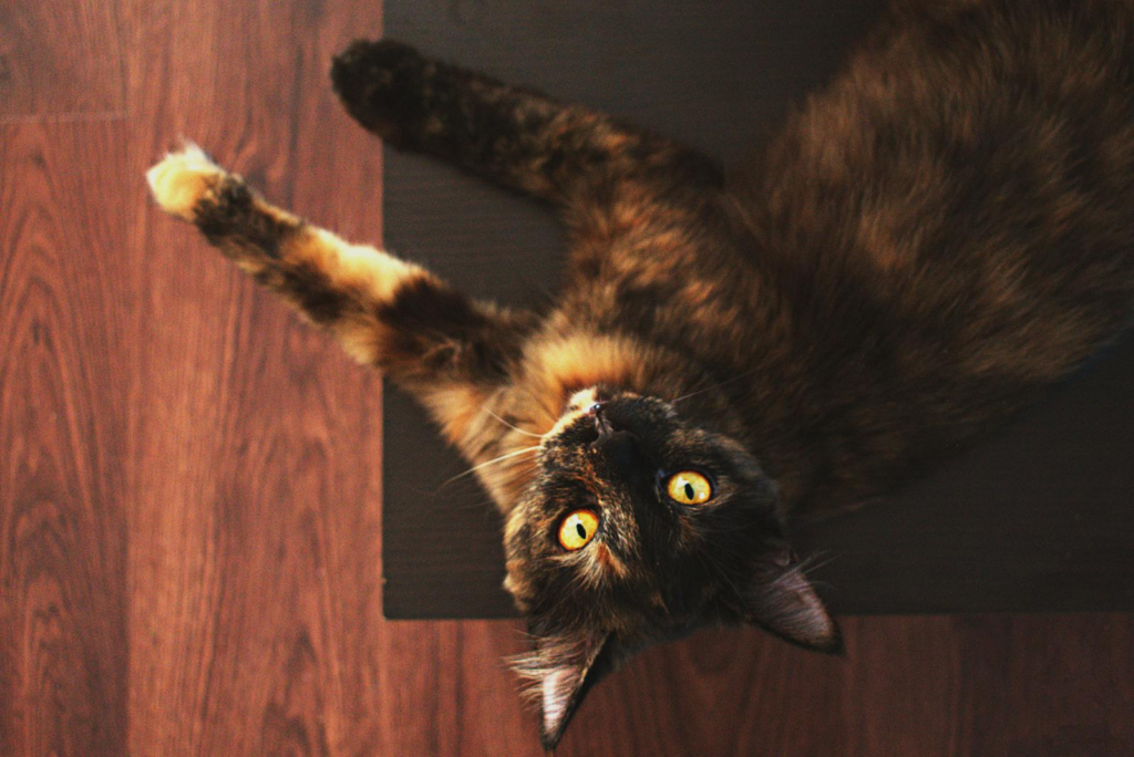A close-up shot of a domestic cat on a wooden surface looking upwards.
