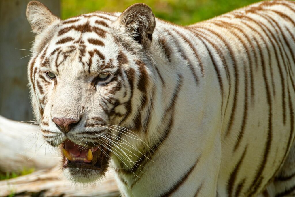 Close-up of a powerful white tiger with mouth open in a natural setting. Perfect for wildlife themes.