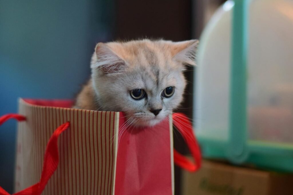 Cute kitten in a striped gift bag, perfect for animal lovers and pet-themed designs.