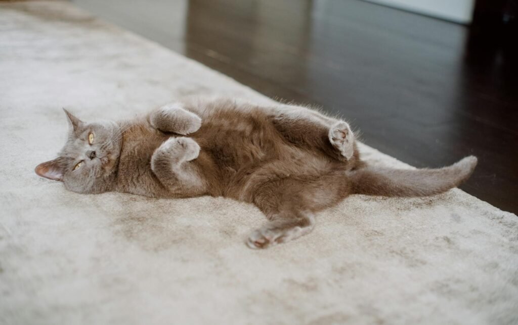 A relaxed Exotic Shorthair cat lying on its back on a soft carpet, showcasing its calm and laid-back personality.