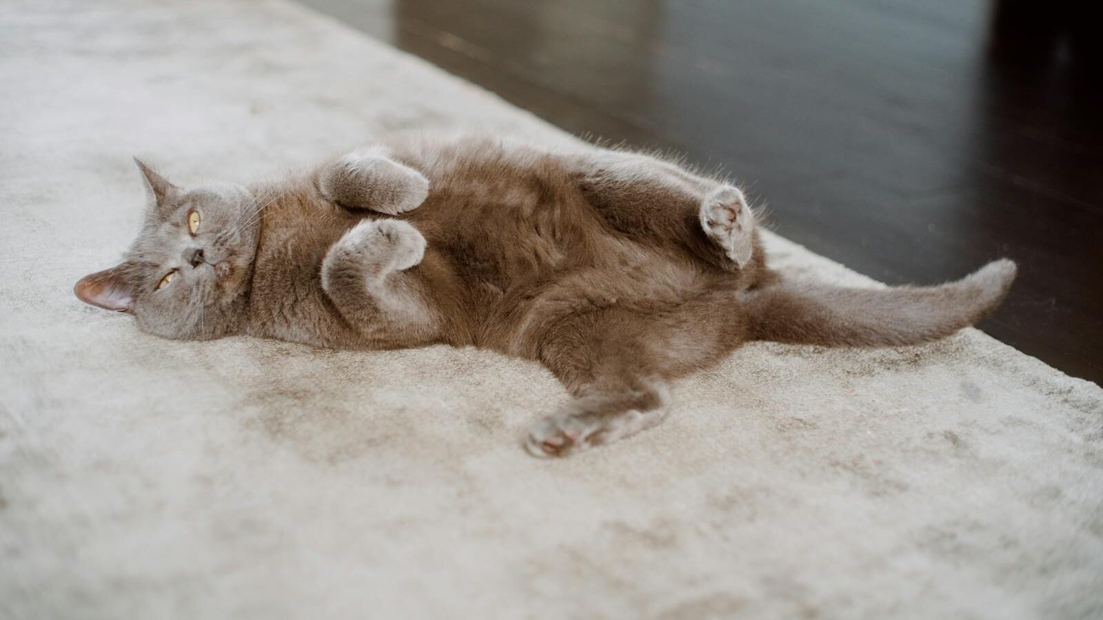 A relaxed Exotic Shorthair cat lying on its back on a soft carpet, showcasing its calm and laid-back personality.