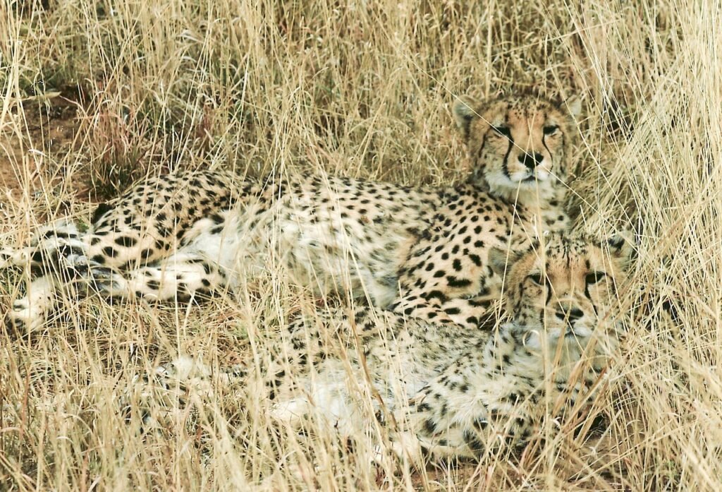 Vocal Cat cheetah, hunting-leopard, feline, wild cat, wildlife, animal, africa, namibia, safari, wild animal, lying, resting, nature, predator, dangerous, strong, watching, fast, camouflage, hot, dry, brown watch, cheetah, cheetah, cheetah, cheetah, cheetah, camouflage, camouflage, camouflage
