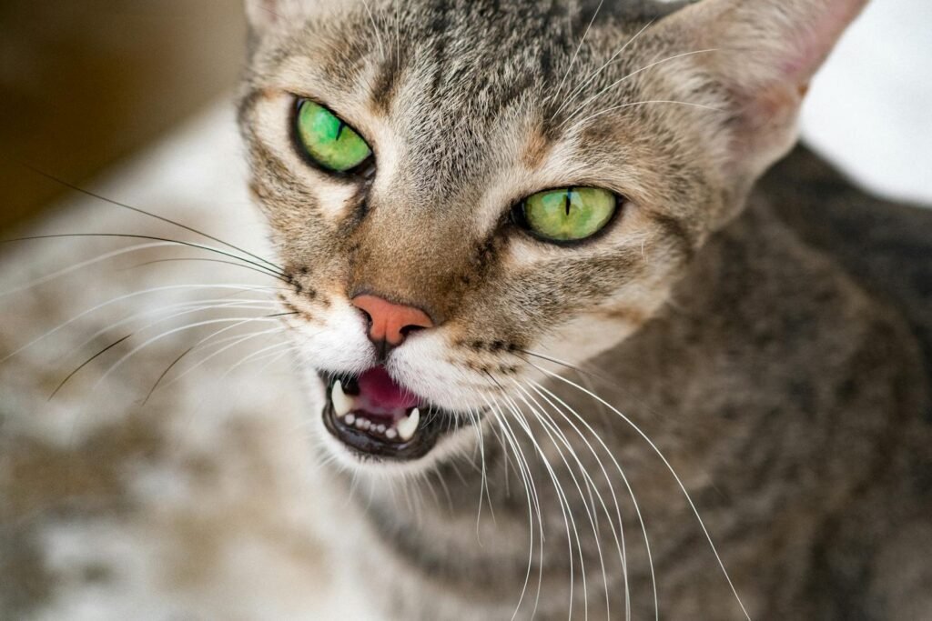 Capture of a tabby cat showing vivid green eyes and distinct whiskers from a frontal angle.