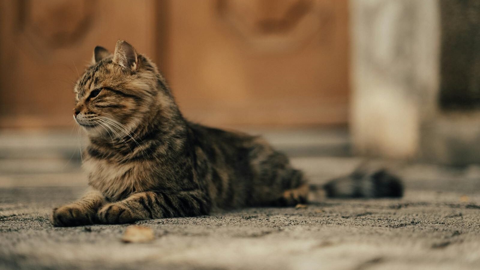 A tabby cat with a relaxed posture is lying on the ground, with its eyes closed, and its body elongated. The background features a stone pathway and a blurred door.