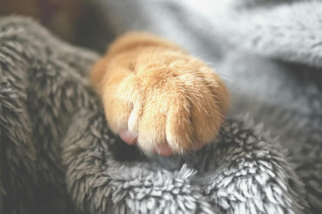 Adorable cat paw resting on a cozy, fuzzy blanket. Perfect for pet lovers.