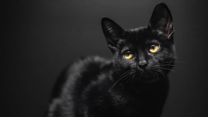 A sleek black cat with bright yellow eyes sitting gracefully against a dark background, evoking an air of mystery and elegance.
