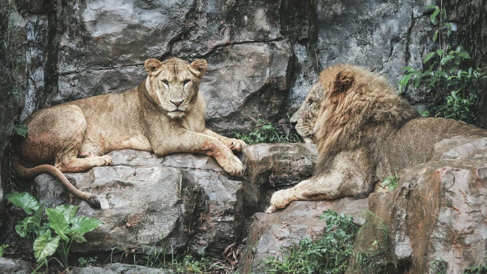Two lions resting amidst rocky terrain, capturing the essence of wildlife in their natural habitat.