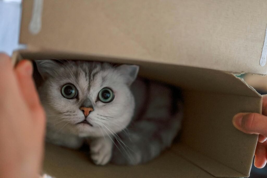 A cute British Shorthair cat peeks out from a cardboard box, showcasing curiosity and charm.