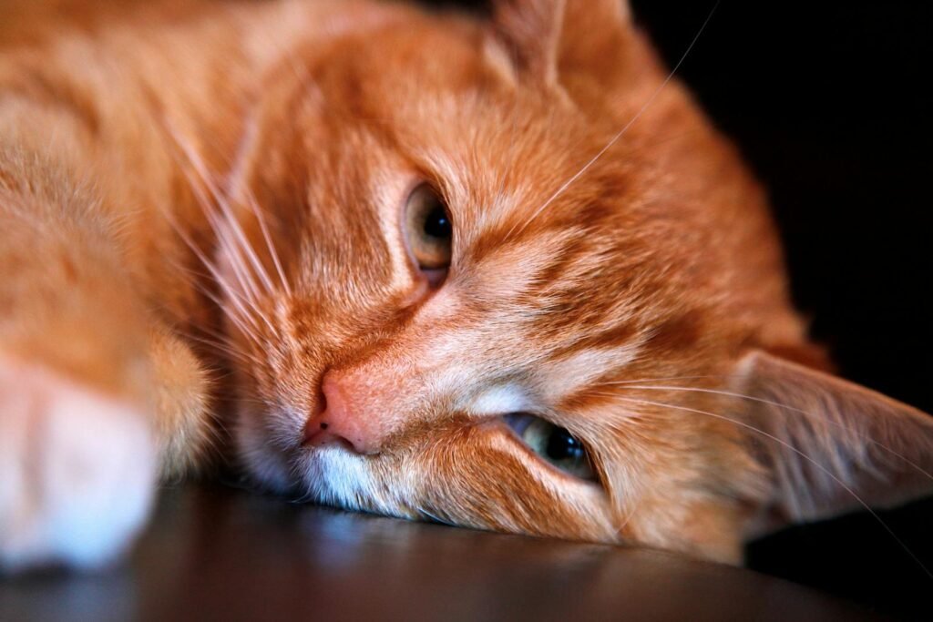 A cute ginger tabby cat lying down with a sleepy and relaxed expression in a close-up shot.