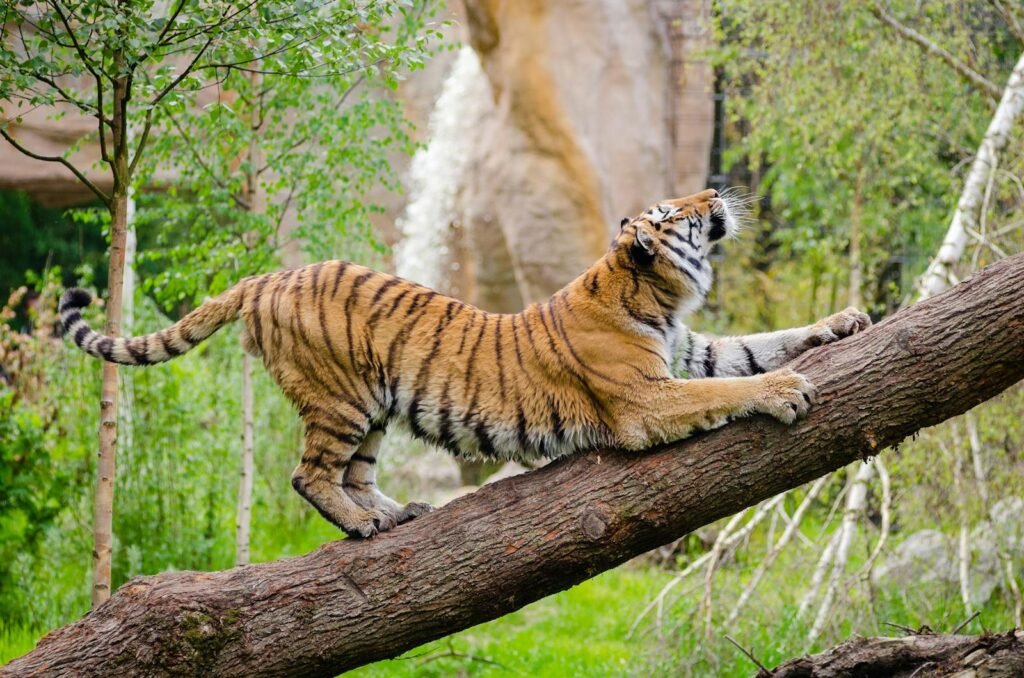 A graceful tiger stretching on a log amidst lush greenery, showcasing its natural habitat.