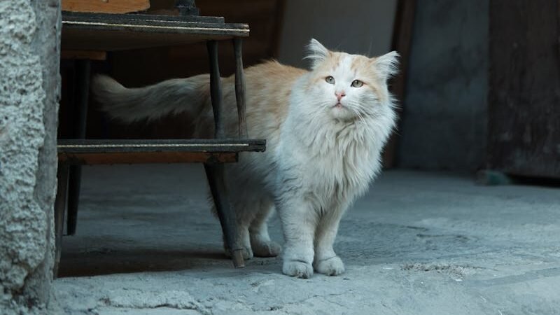 An elderly, long-haired cat with a mix of white and orange fur stands in a dimly lit space, reflecting the effects of aging on feline behavior.