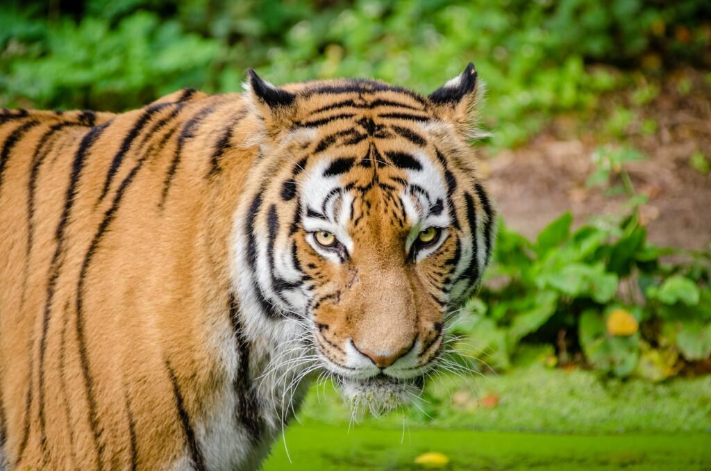 A Bengal tiger gazing intently, captured in the lush wilderness.