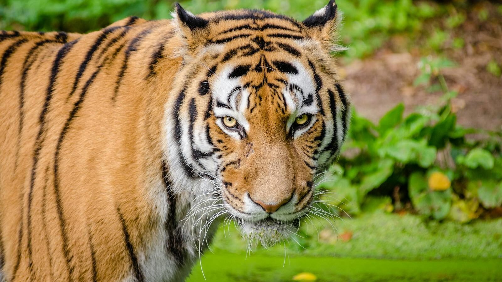 A close-up of a tiger in a lush green environment, showcasing its prominent whiskers and vibrissae, with a focused and intense gaze.
