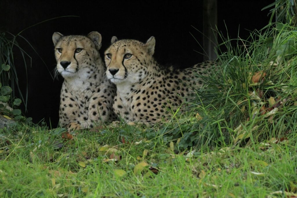 Two cheetahs relaxing in a lush grassy habitat, showcasing wildlife beauty.