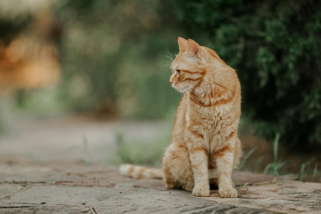 A cute ginger cat sits outdoors, surrounded by greenery, showcasing its natural beauty.