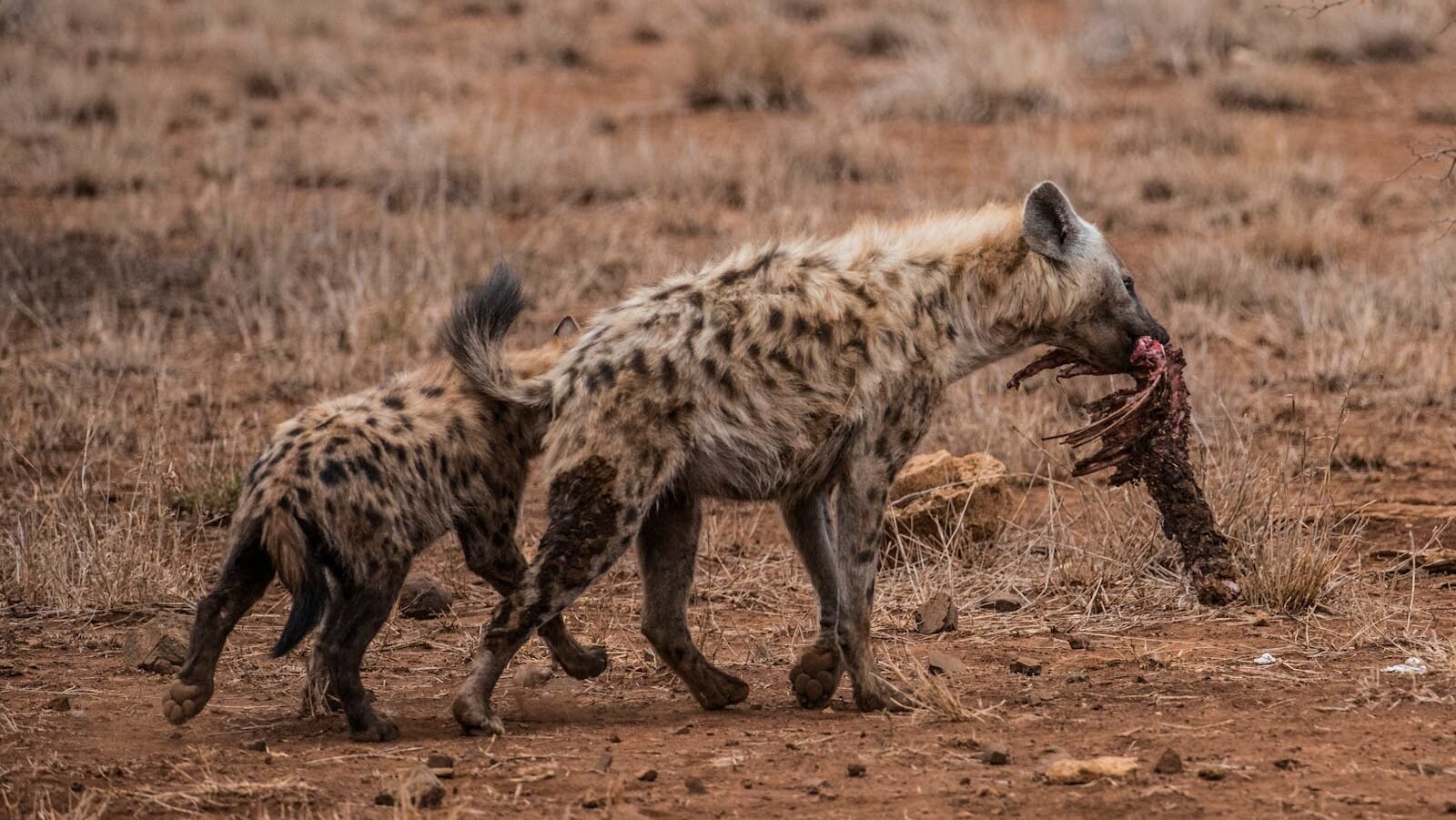 Two spotted hyenas walk across dry, barren land. One hyena carries a piece of an animal carcass in its jaws, while the other follows closely.