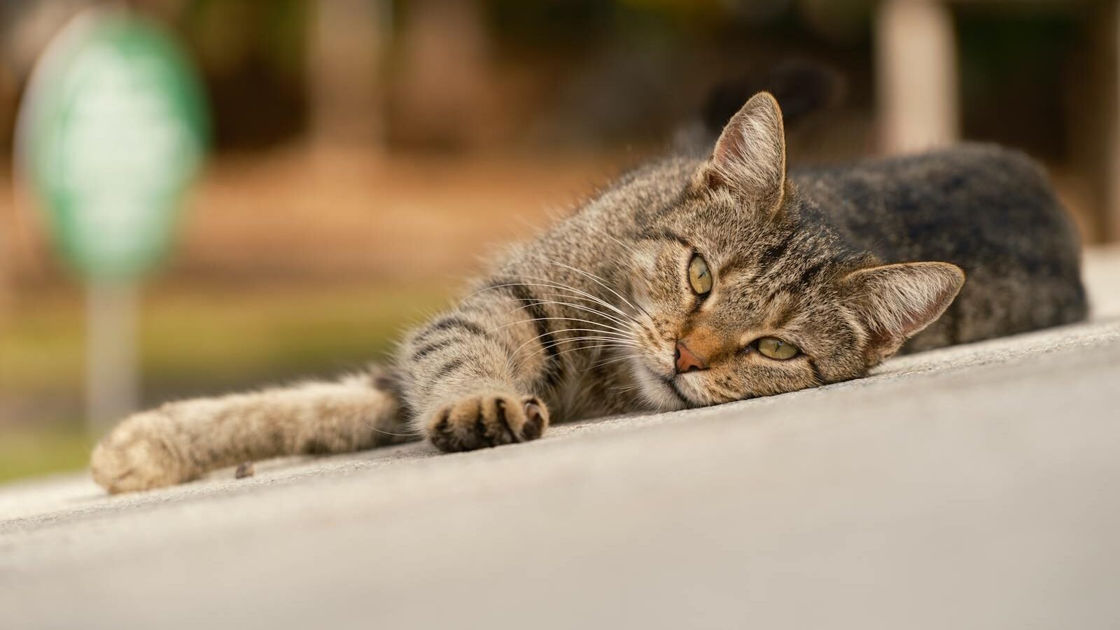 A relaxed tabby cat lying on a surface, gazing softly with a slow blink, a common feline gesture of trust and affection.