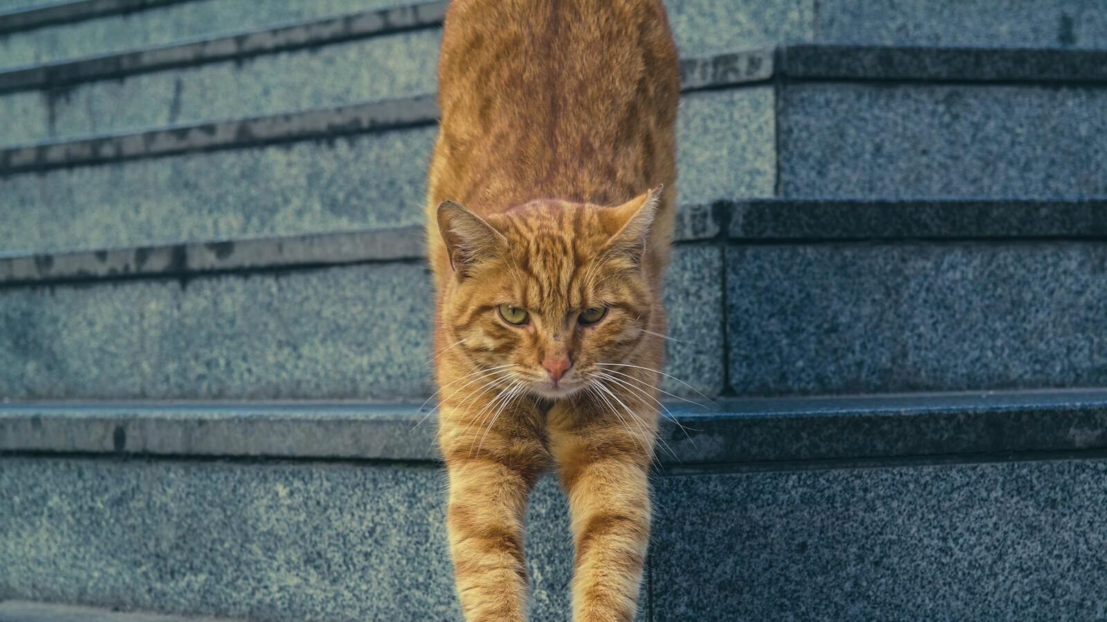 A close-up of an orange tabby cat stretching on concrete stairs in Istanbul, Turkey.