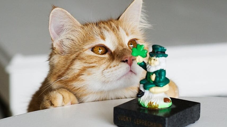 A curious orange tabby cat intently looking at a small figurine of a leprechaun holding a green shamrock, symbolizing mythical and cultural connections.
