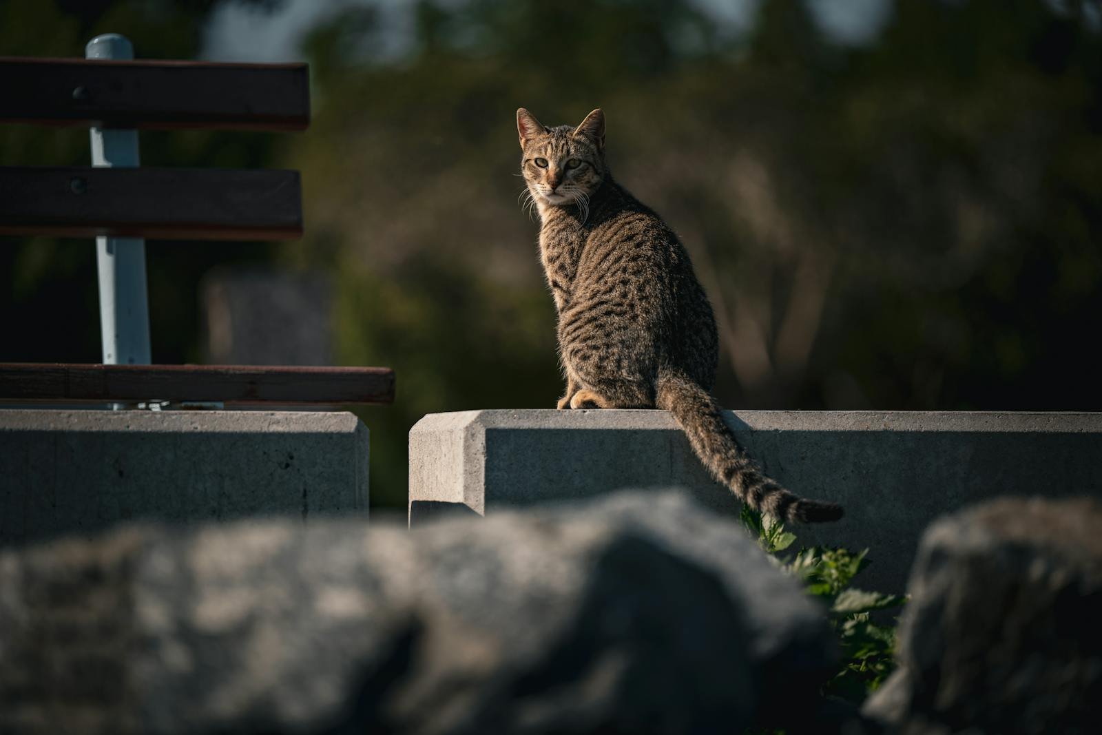 Photo by Optical Chemist A tabby cat sits on a ledge in Kuwait City, capturing a serene outdoor scene.