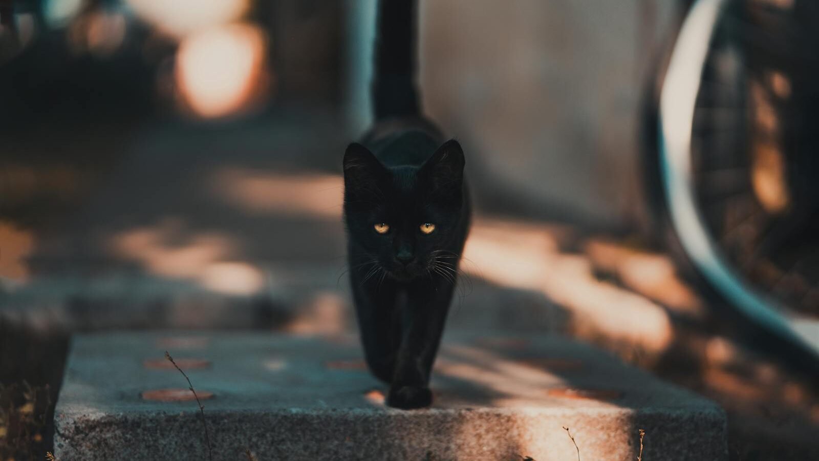 A sleek black cat with piercing yellow eyes walking confidently on a pathway, illuminated by soft sunlight, exuding an aura of mystery and elegance.